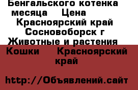 Бенгальского котенка 3 месяца  › Цена ­ 6 000 - Красноярский край, Сосновоборск г. Животные и растения » Кошки   . Красноярский край